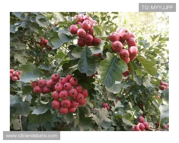 那一年的山楂,红了谁的眼眸,醉了谁的心扉? 那一年的山楂,红了谁的眼眸,醉了谁的心扉?