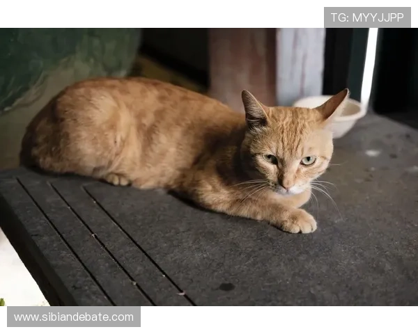 喵星人：不止是萌宠，更是生活艺术家